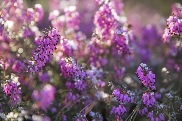 Vinter blommande Ljung, mjukt fokus och bokeh på bakgrund Royaltyfria Stockbilder