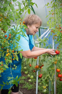 Sera domates ile üst düzey emekli kadın