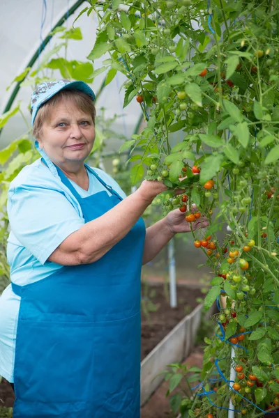 Старшая пенсионерка собирается в теплице с помидорами — стоковое фото
