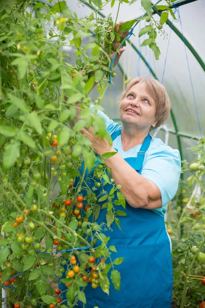 Ενηλίκων συνταξιούχος γυναίκα σε θερμοκήπιο με ντομάτα — Φωτογραφία Αρχείου