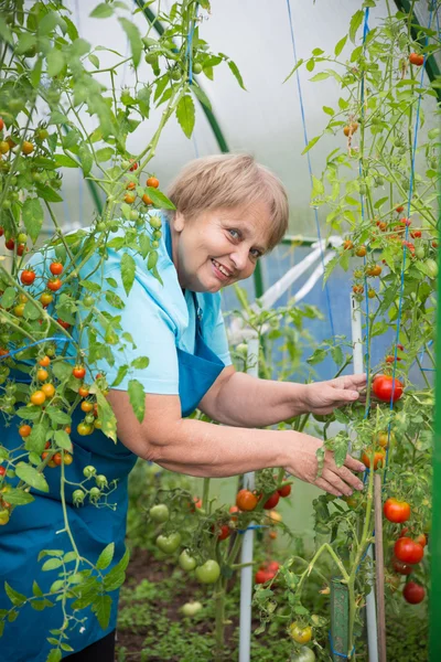 Senior pensionär kvinna arbete i växthus med tomat Stockbild