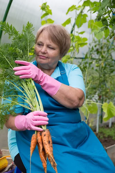 Smiling pensioner with carrot at green house — Stock Photo, Image