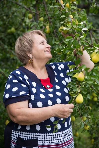 Pensioner woman under pear tree — Stock Photo, Image