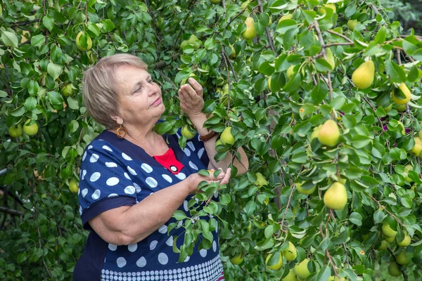 Συνταξιούχος γυναίκα κάτω από δέντρο αχλαδιών — Φωτογραφία Αρχείου