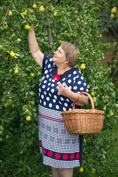 Pensioner woman with basket under pear tree — Stock Photo, Image