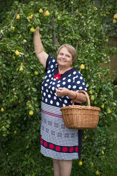 Pensioner woman with basket under pear tree — Stock Photo, Image