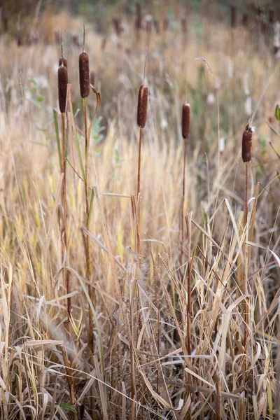 Sahada solmuş reed — Stok fotoğraf