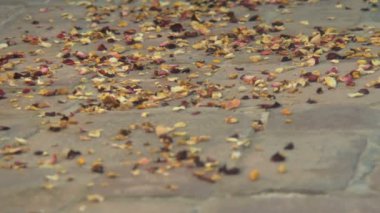 Yaprakları yolda yürüyen kadın