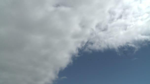 Burung kunci di langit dengan awan — Stok Video