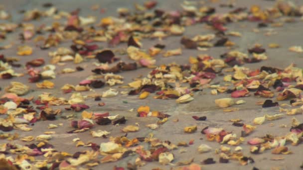 Woman walking on path of petals — Stock Video