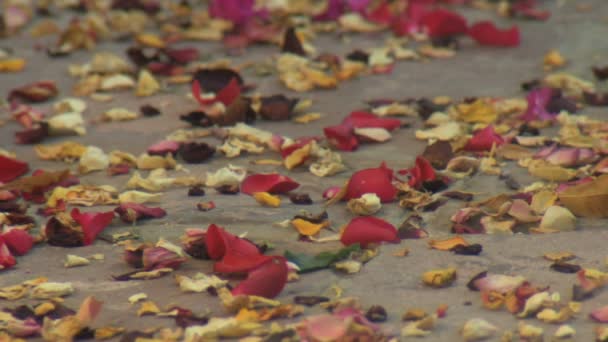 Woman walking on path of petals — Stock Video