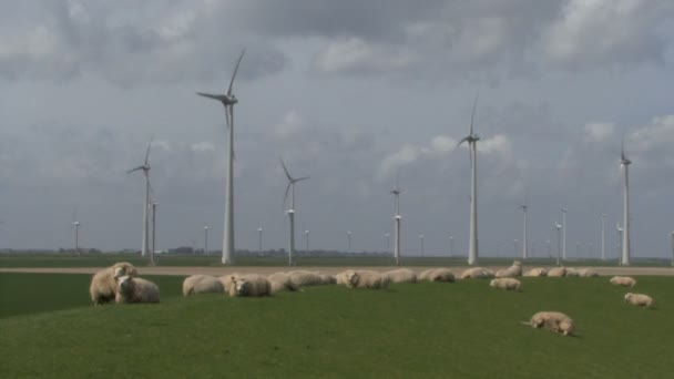 Rüzgar türbinleri ve koyunlar — Stok video