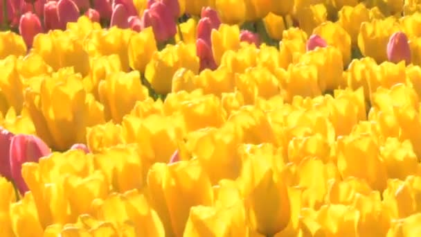 Pole tulipánů — Stock video