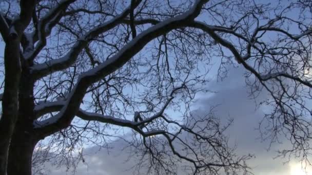 Coucher de soleil sur le parc Victoria — Video