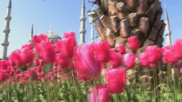 Mezquita Azul en Turquía — Vídeo de stock