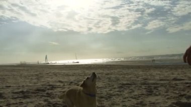 Köpek sahilde koşuyor.