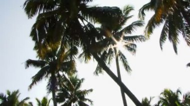 Güneş parlayan yalak palmiye ağaçları