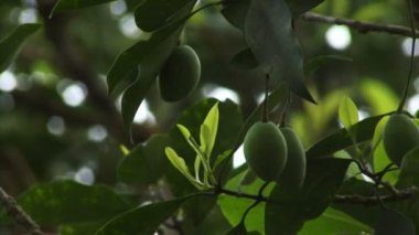 Ağaçtaki yeşil zeytinler