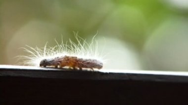 Ahşap üzerine yürüyen Caterpillar