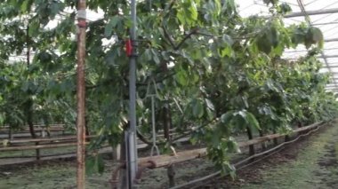 Bahçe Merkezi ağaçlarda