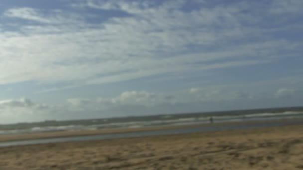 Hond loopt op het strand — Stockvideo