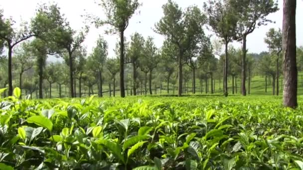 Plantación de té en India — Vídeo de stock