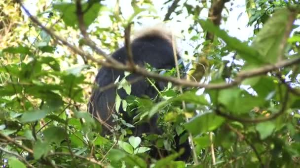 Mono en el árbol en la India — Vídeo de stock