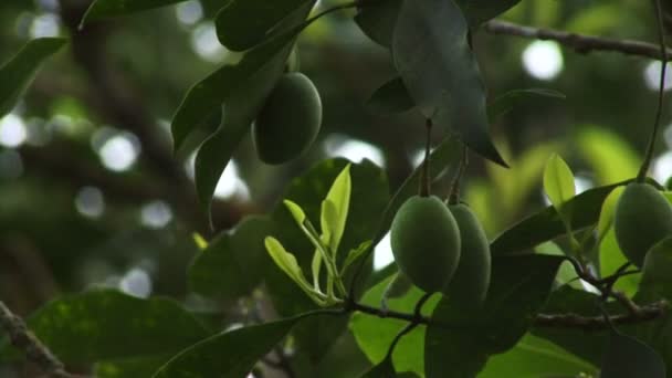 Πράσινες ελιές σε ένα δέντρο — Αρχείο Βίντεο