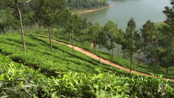 Plantación de té en India — Vídeos de Stock