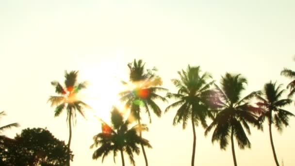 Светит солнце через пальмы — стоковое видео