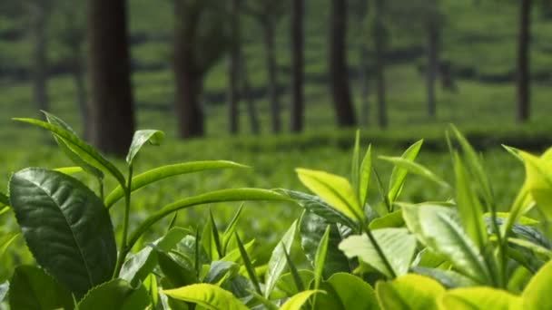 Plantação de chá na Índia — Vídeo de Stock