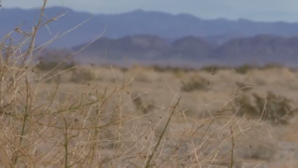 Corriendo por el desierto — Vídeo de stock