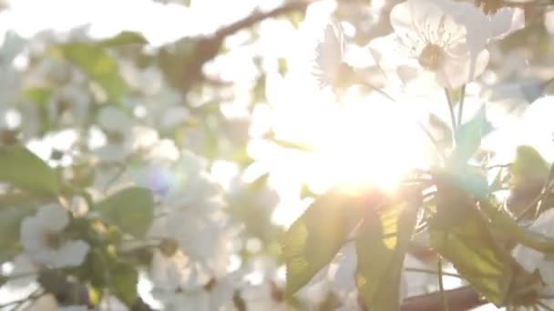 Bomen in tuincentrum — Stockvideo