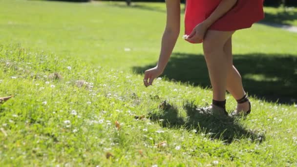 Mujer recogiendo margaritas en el parque — Vídeo de stock