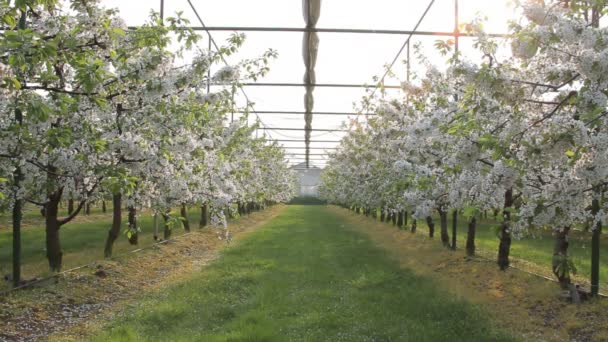 Alberi nel centro del giardino — Video Stock