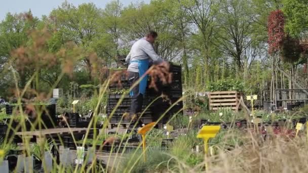 Zahradní centrum zaměstnanec — Stock video