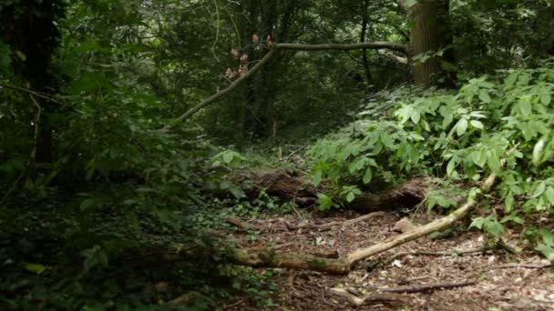 Çalışan yalak forrest — Stok video