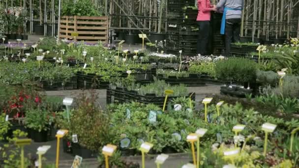 Trabajador mostrando plantas al cliente — Vídeo de stock