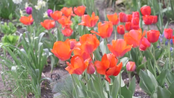 Flores no jardim — Vídeo de Stock