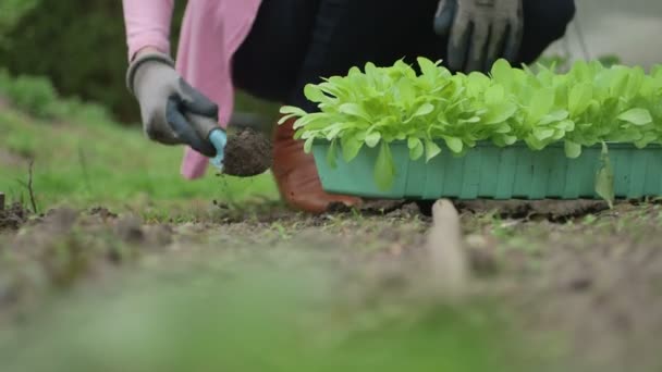 Žena pracující ve skleníku — Stock video