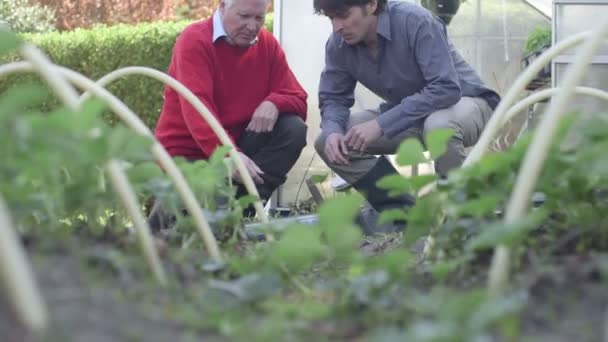 Father and son planting — Stock Video