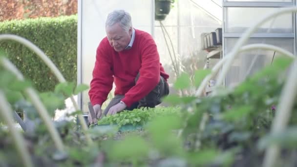 Hombre plantando plantas de maceta — Vídeo de stock