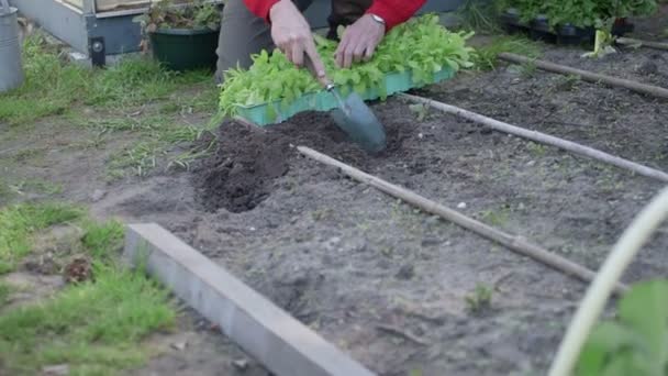 Man planten planten in kas — Stockvideo