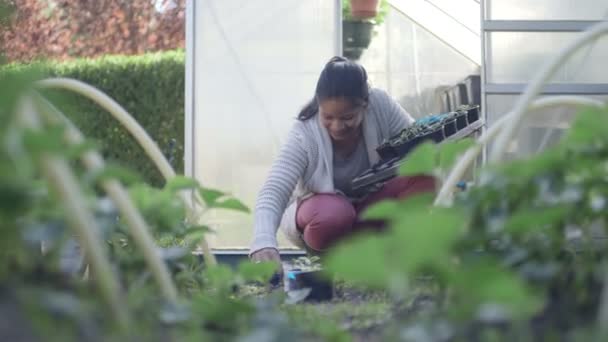 Vrouw planten in de tuin — Stockvideo