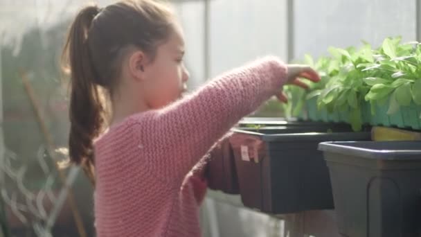 Menina olhando para vaso de planta — Vídeo de Stock