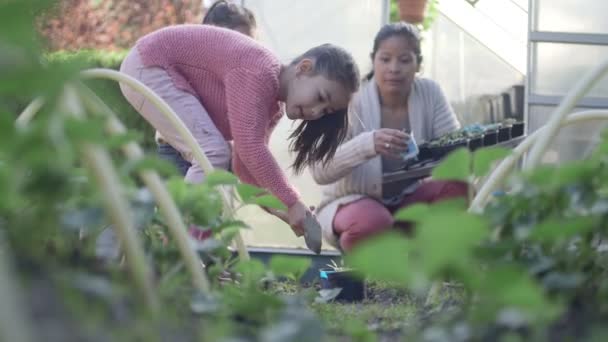 Mujer enseñando a las hijas plantando — Vídeo de stock