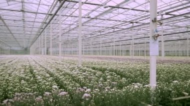 Dijital tablet kullanan işadamı