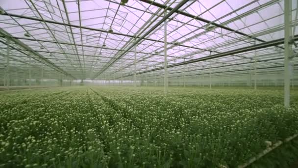 Cultivos verdes en un invernadero — Vídeos de Stock