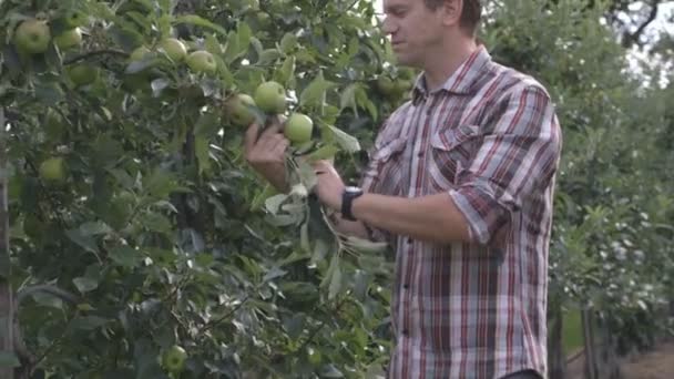 Hombre inspeccionando manzano — Vídeos de Stock