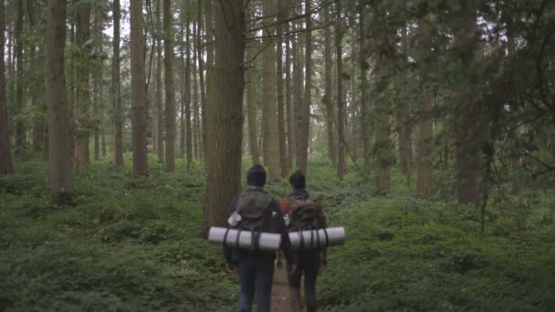 Paar geht im Wald spazieren — Stockvideo